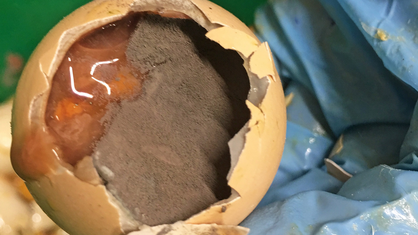 Hatching eggs the importance of assessing internal egg quality Petersime