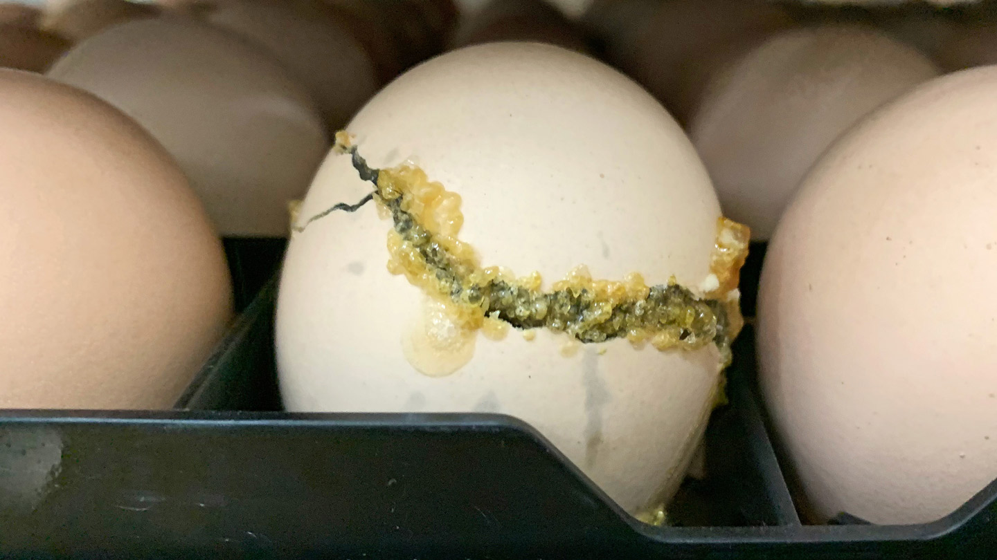 Hatching eggs the importance of assessing internal egg quality Petersime