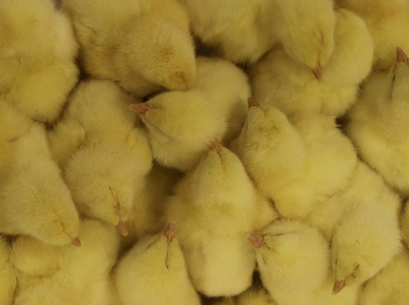 chicken hatchery; chick holding; chick storage 