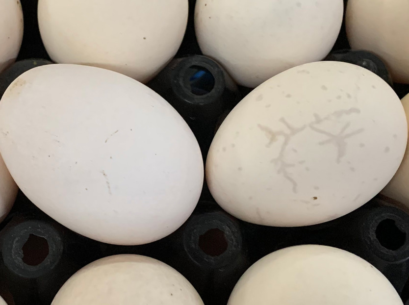 hatchery; incubation; egg quality control; hatching egg management 