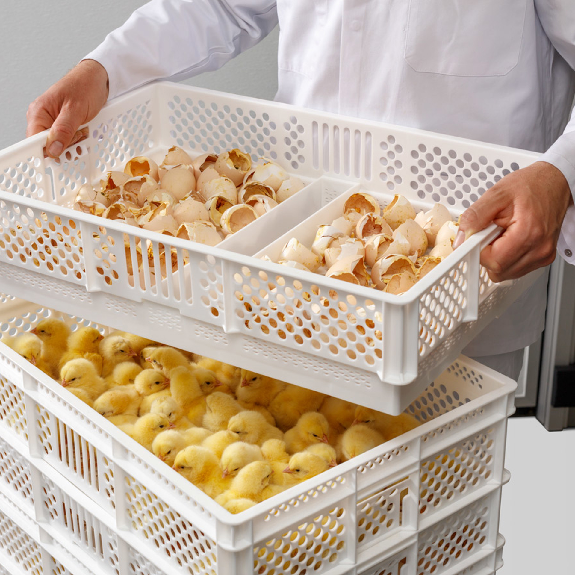 Petersime Cradle Hatch