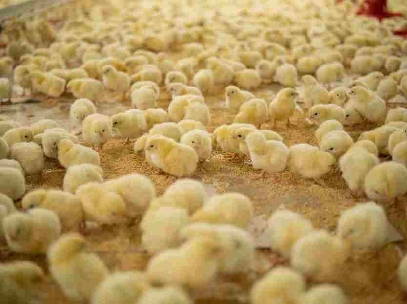 uniform flocks start with uniform chicks 