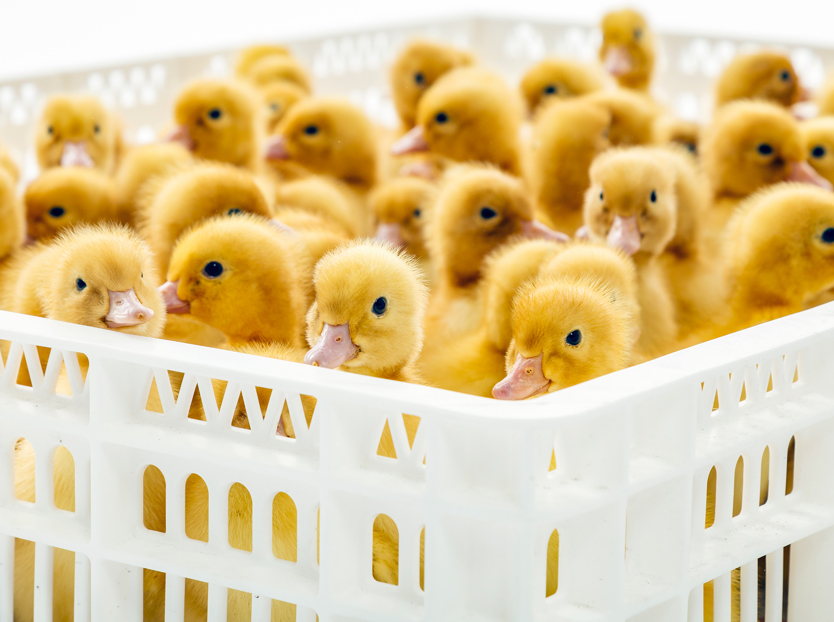 hatchery; incubation; waterfowl; ducks; cuticle 