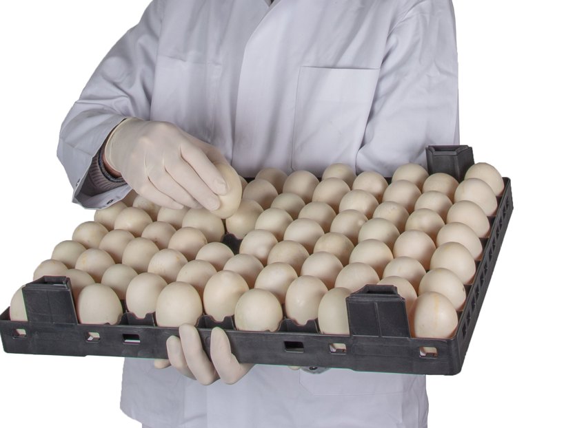 hatchery; egg management; hatching egg management; egg quality; chick quality 